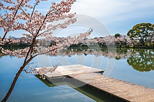 Osawa pond with cherry blossom at Arashiyama in Kyoto, japan