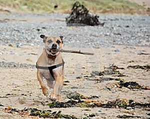 Oscar at the beach photo