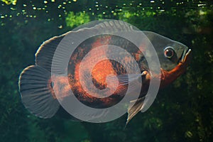 Oscar fish Astronotus ocellatus