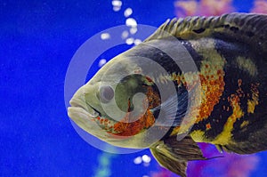 Oscar fish, Astronotus ocellatus. Tropical freshwater fish in aquarium. tiger oscar, velvet cichlid.fish from the cichlid family