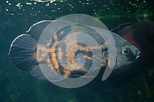 Oscar fish Astronotus ocellatus. photo