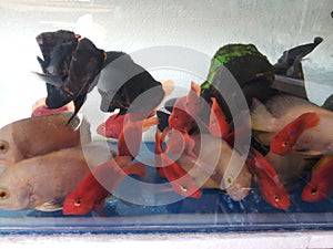 OSCAR FISH AND  BLOOD RED PARROT FISH IN A PET STORE photo