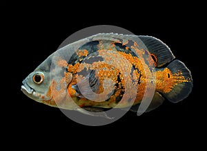 Oscar Fish isolated over black