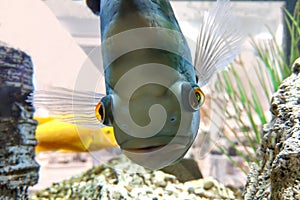 Oscar fish, marble cichlid,Astronotus ocellatus.Fish looking at the camera. Concept of choosing unpretentious aquarium fish, descr