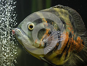 Oscar fish swimming in aquarium