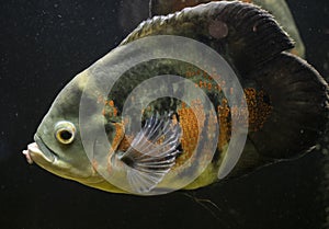 Oscar fish swimming in aquarium