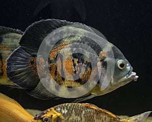 Oscar fish swimming in aquarium