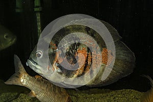 Oscar fish swimming in exotic aquarium.