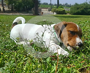 Oscar Jackrussell terrier puppy