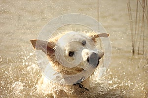 Oscar shaking water off