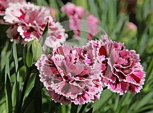 Oscar trouper carnations in a flowerbed