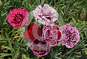 Oscar trouper carnations in a flowerbed