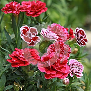 Oscar trouper carnations in a flowerbed