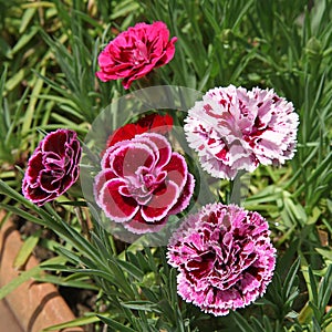 Oscar trouper carnations in a flowerbed