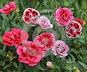 Oscar trouper carnations in a flowerbed