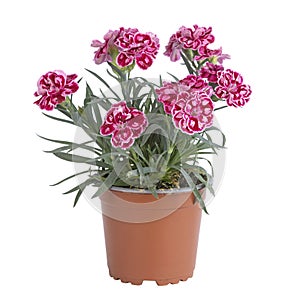 Oscar trouper carnations of various colors in pot