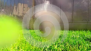 Oscillating lawn sprinkler watering grass