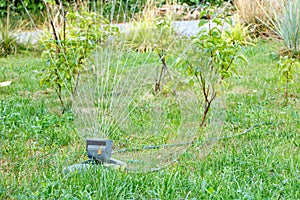 Oscillating watering of a young garden on a summer afternoon