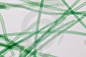 Oscillatoria is a genus of filamentous cyanobacterium, oscillation in its movement under the microscope.