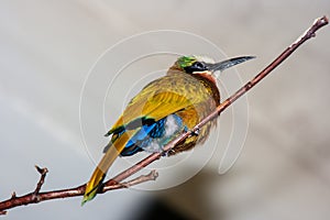 Oscine bird sitting on a limb