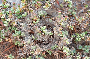 An oscularia deltoides before flowering, succulent plant background