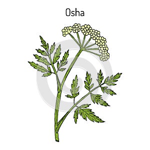 Osha Ligusticum porteri , medicinal plant