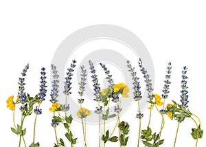 Oshibana floristry botanical pressed flower art. Composition of dry plants. Lavender frame on white background. photo