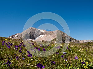 Oshten mountain among the alpine flowers