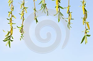 Osier pendulous twigs curtain