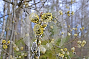 Osier willow puddle bud burgeon gemma buttons on bush tree branch closeup