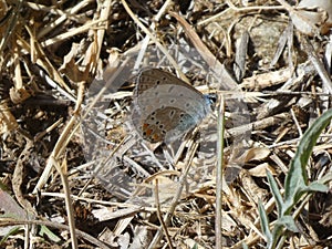 Osiris blue butterfly in the mountains