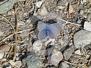 Osiris blue butterfly in the mountains