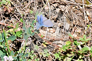 Osiris blue butterfly in the mountains