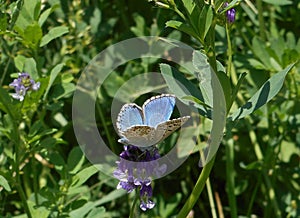 Osiris blue butterfly in the mountains of italy