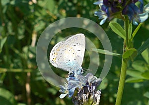 Osiris blue butterfly in the mountains of italy