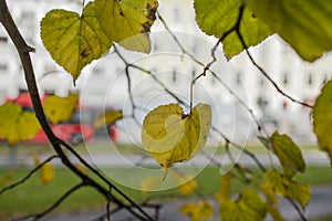 Oslo, Norway - green leaves.