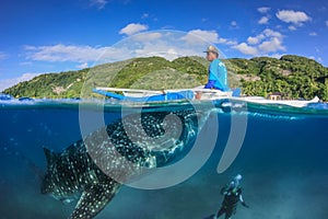 OSLOB, PHILIPPINES - APRIL 01 2014: Large Whale Shark, Fisherman