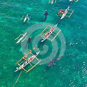 Oslob Whale Shark Watching in Philippines, Cebu Island