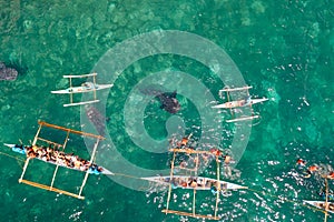 Oslob Whale Shark Watching in Philippines, Cebu Island