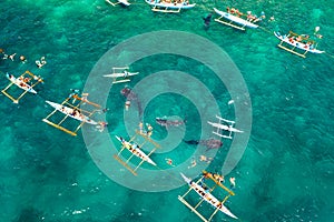 Oslob Whale Shark Watching in Philippines, Cebu Island