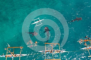 Oslob Whale Shark Watching in Philippines, Cebu Island