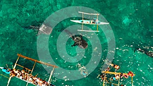 Oslob Whale Shark Watching in Philippines, Cebu Island.