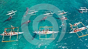 Oslob Whale Shark Watching in Philippines, Cebu Island. People snorkeling and and watch whale sharks from above