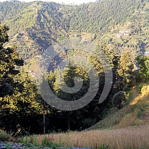 Osm view of trees and mountains