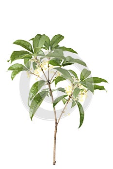 Osmanthus branch photo