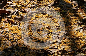 Osmanthus fall on the floor