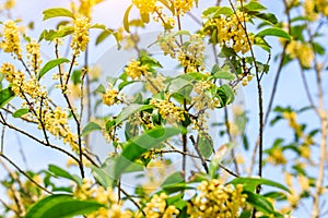 Osmanthus flowers in the garden