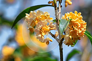 Osmanthus flowers in the garden