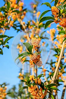 Osmanthus flowers in the garden