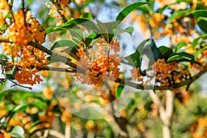 Osmanthus flowers in the garden